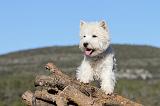 WESTIE 235